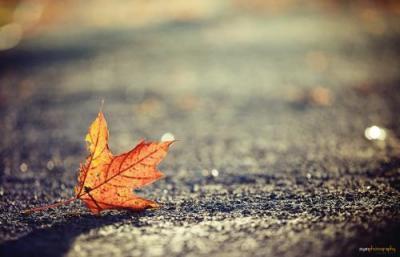 一叶知秋下一句是什么